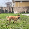 Tintin - Photo 8