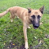 Tintin - Photo 4