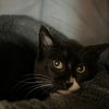 Whisper - Photo 4