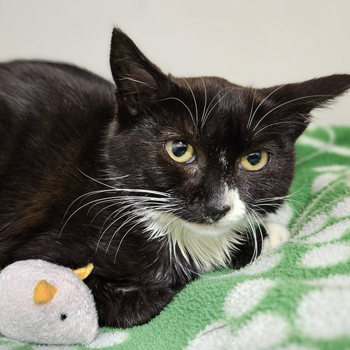 WHISPER - Domestic Short Hair available for adoption