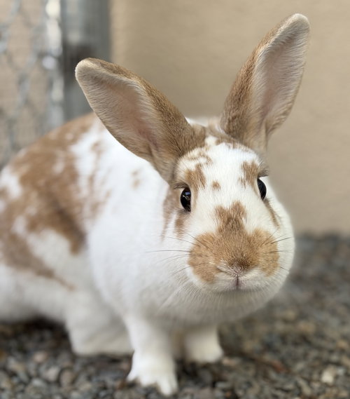 TARRAGON - English Spot available for adoption