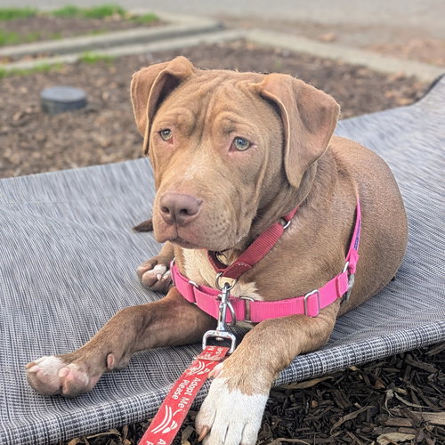 YAM - Pit Bull Terrier available for adoption