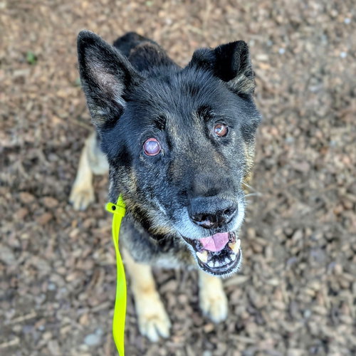 RIKO - German Shepherd Dog available for adoption