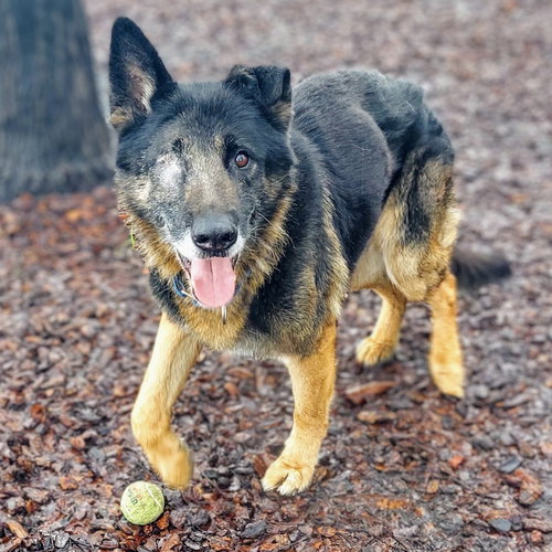 RIKO - German Shepherd Dog available for adoption