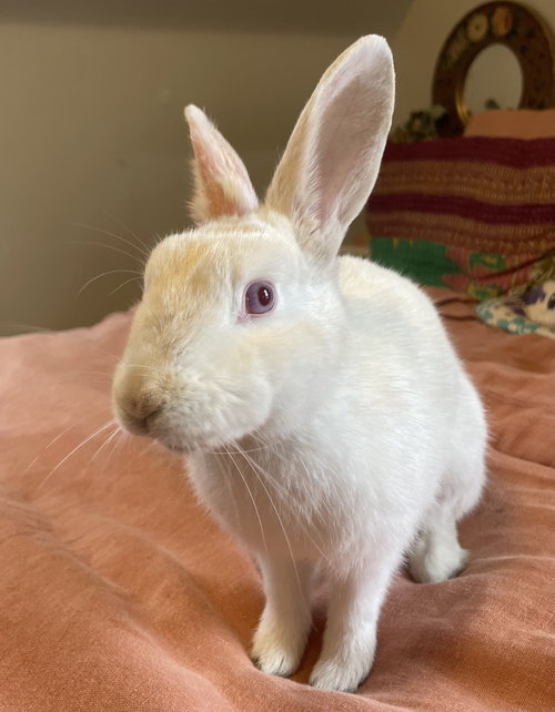 PARFAIT - American available for adoption