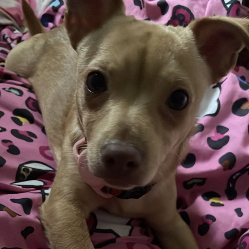 CAFECITO - Terrier available for adoption