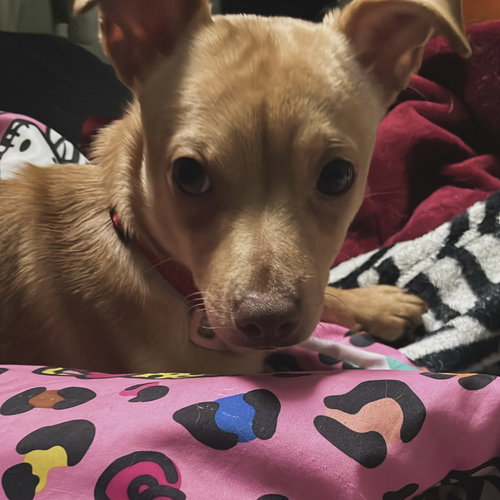 CAFECITO - Terrier available for adoption