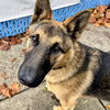 Carter - Photo 6
