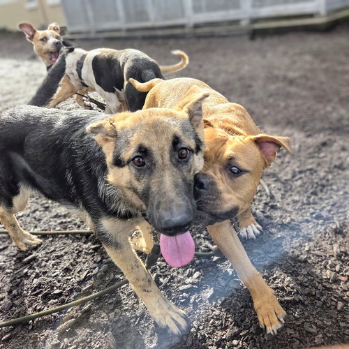 CARTER - German Shepherd Dog available for adoption