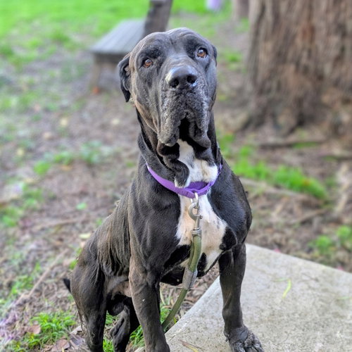 MAGICIAN - Mastiff available for adoption