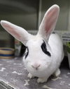 Stracciatella - Photo 1