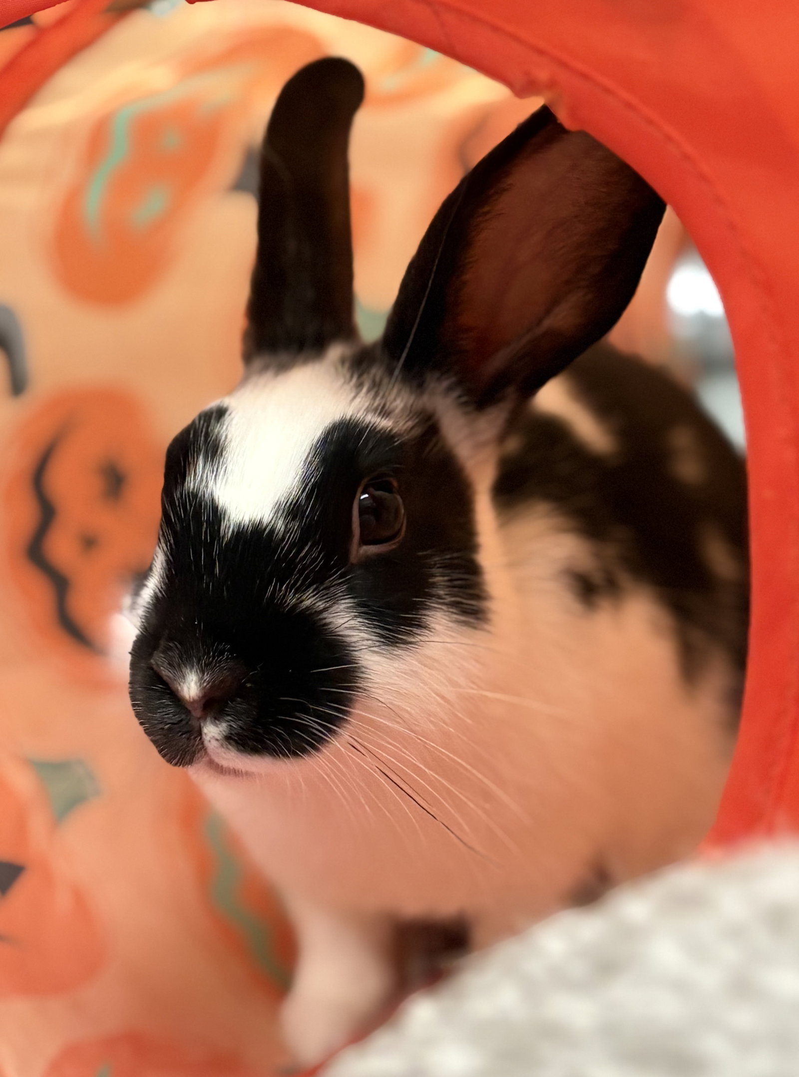 Mini Pongo Image