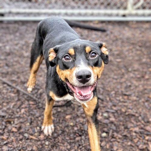 NIBS - Doberman Pinscher / American Pit Bull Terrier available for adoption