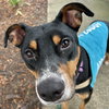 Nibs - Photo 4