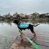 Nibs - Photo 5