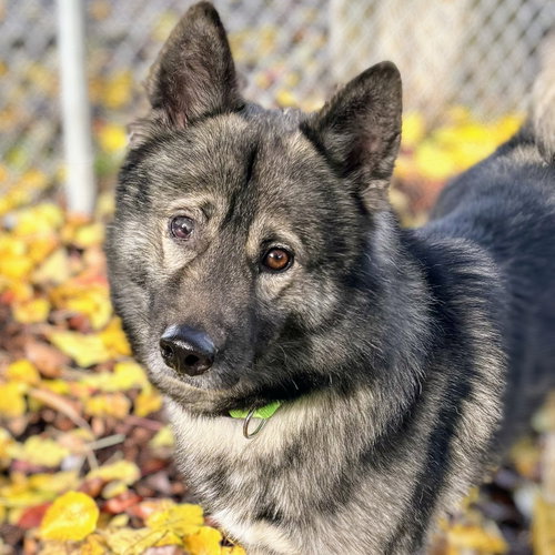 HYATT - Norwegian Elkhound available for adoption