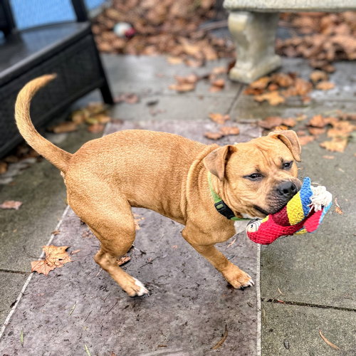MEYER - Pit Bull Terrier available for adoption