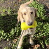 Okra - Photo 2