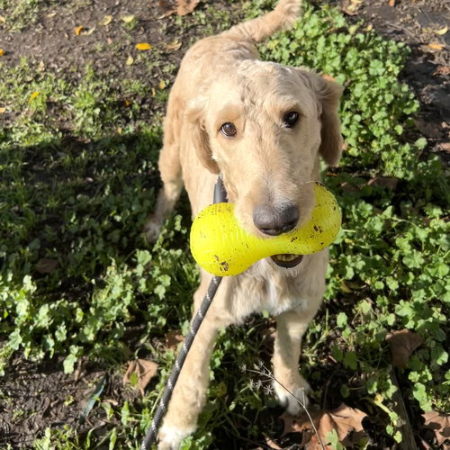 OKRA - Poodle (Standard) available for adoption