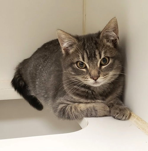 EZRA - Domestic Short Hair available for adoption