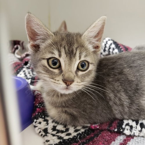AIDAN - Domestic Short Hair available for adoption