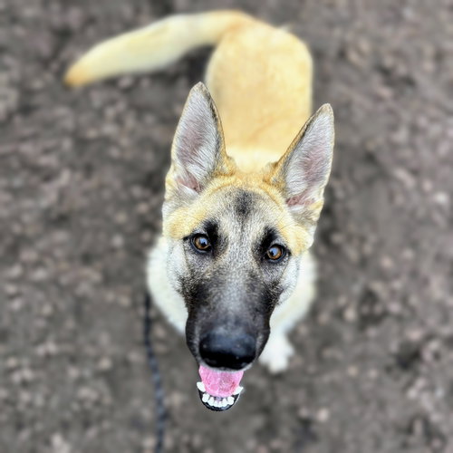 NIVEA - Belgian Shepherd Malinois available for adoption