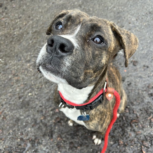 VINAIGRETTE - Boxer available for adoption