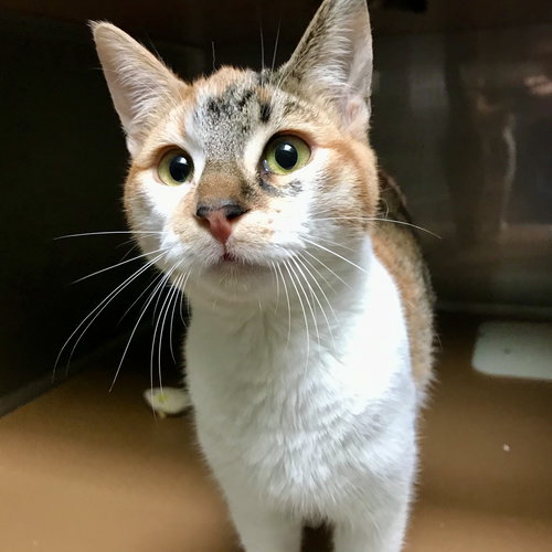 JAMBALAYA (BONDED W/ BEIGNET) - Domestic Short Hair available for adoption