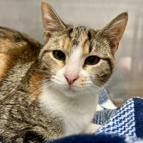BEIGNET (BONDED W/ JAMBALAYA) - Domestic Short Hair available for adoption