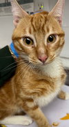 Cheez-it (bonded w/ Jonnycake) - Photo 7