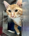 Cheez-it (bonded w/ Jonnycake) - Photo 5