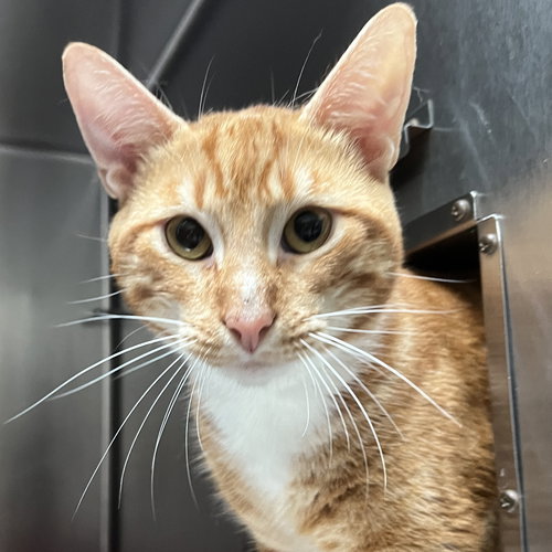 CHEEZ-IT (BONDED W/ JONNYCAKE) - Domestic Short Hair available for adoption