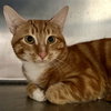 Cheez-it (bonded w/ Jonnycake) - Photo 4