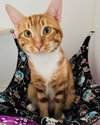 Cheez-it (bonded w/ Jonnycake) - Photo 2