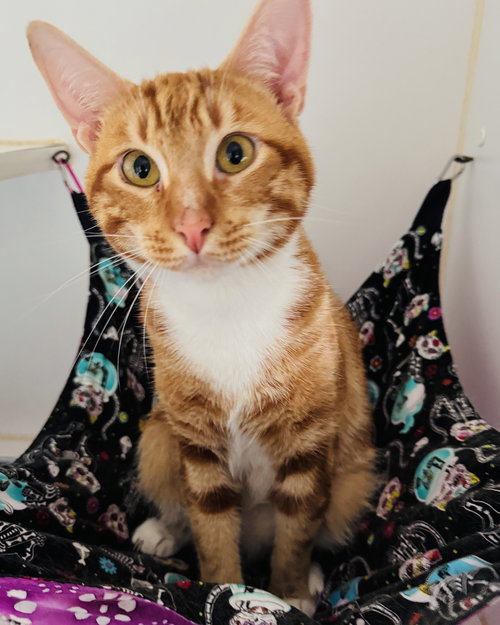 CHEEZ-IT (BONDED W/ JONNYCAKE) - Domestic Short Hair available for adoption