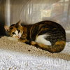 Roux - Photo 4