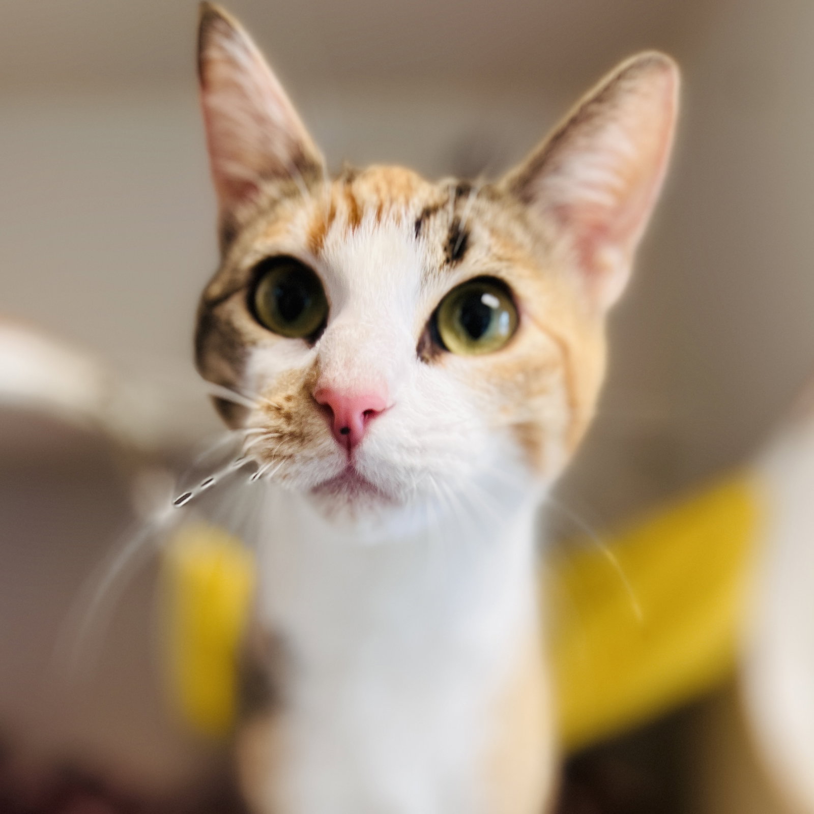 Roux Image