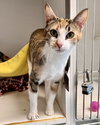Roux - Photo 2