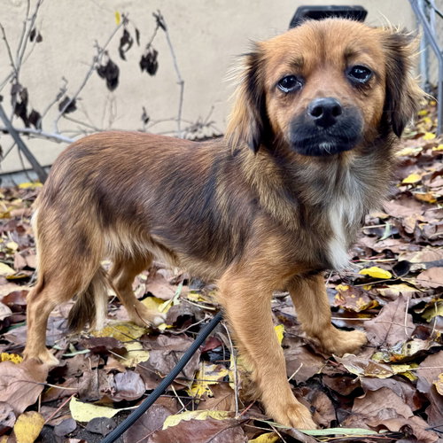 AYLA - Unknown available for adoption