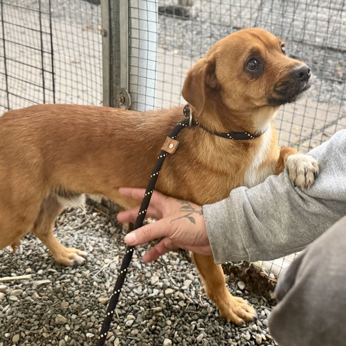 DUBLIN - Unknown available for adoption