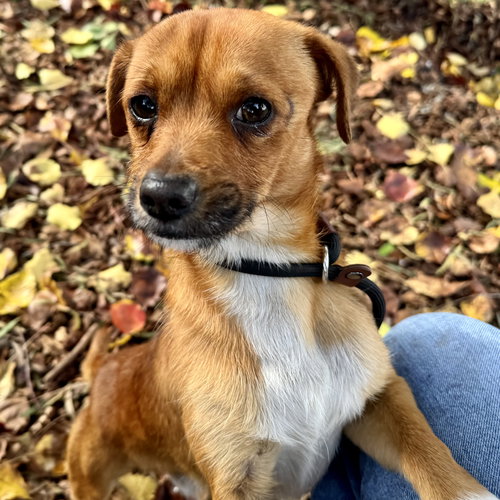 DUBLIN - Unknown available for adoption