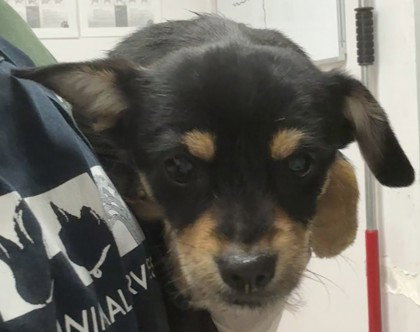 FRANKIE - Unknown available for adoption