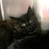 Thumpus - Photo 1