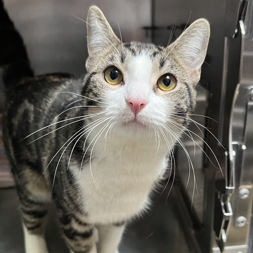 FINTAN - Domestic Short Hair available for adoption