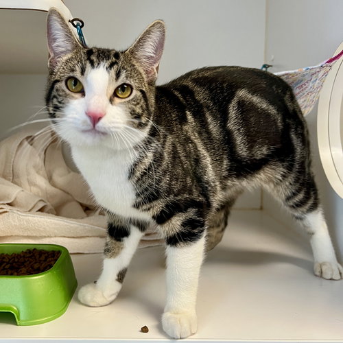 FINTAN - Domestic Short Hair available for adoption