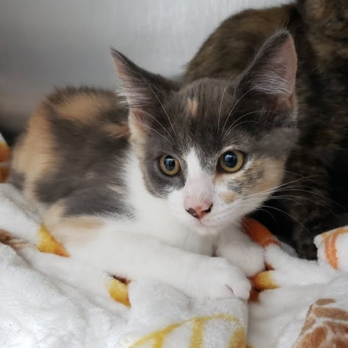 SPARKLE - Domestic Short Hair available for adoption