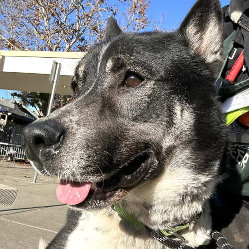 DAPHNE - Border Collie / Husky available for adoption