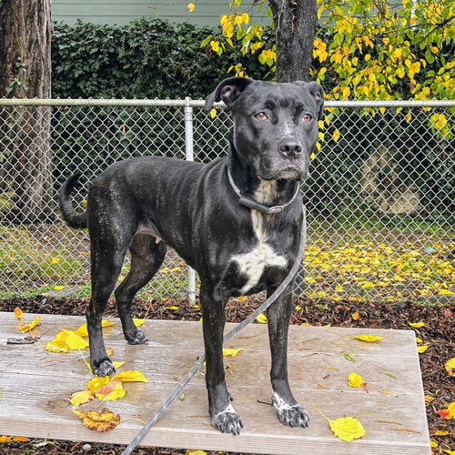 CUDDLE - American Pit Bull Terrier available for adoption