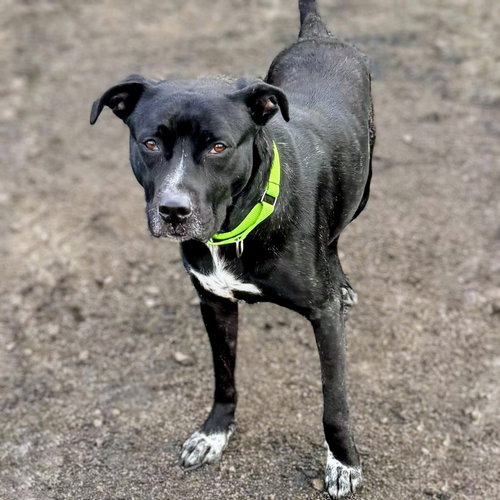 CUDDLE - American Pit Bull Terrier available for adoption