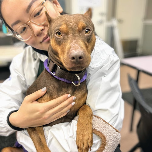 WINNIE - American Pit Bull Terrier available for adoption